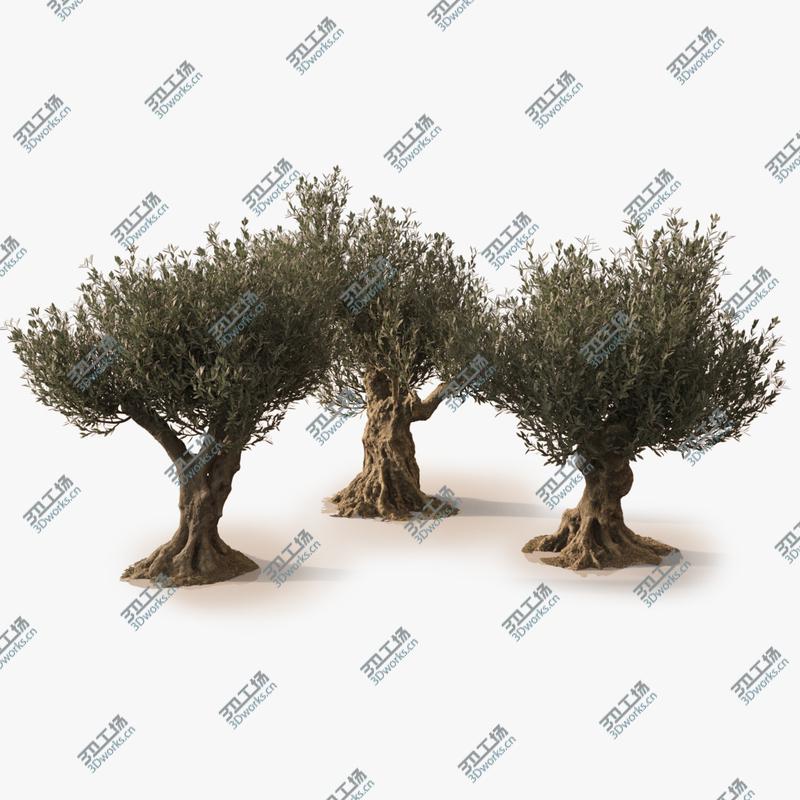 images/goods_img/20210313/3D Animated Photorealistic Olive Trees model/1.jpg